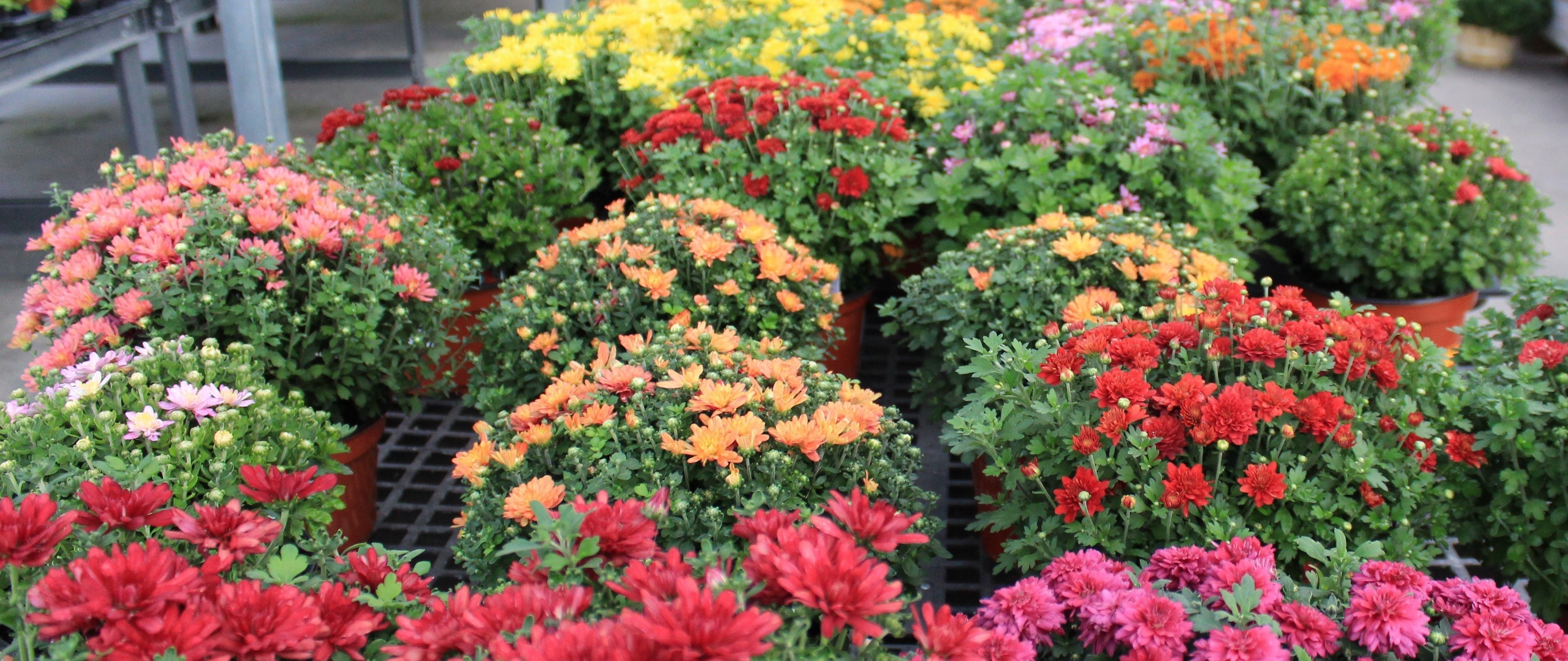 Florist & Garden Center Delivery by May's Floral Garden, Inc. in Eau